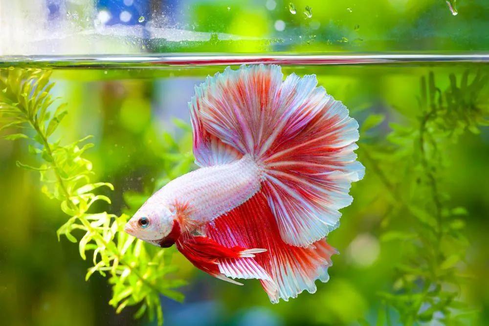 Top 10 Tips for Keeping Guppy Fish Male Groups Colourful